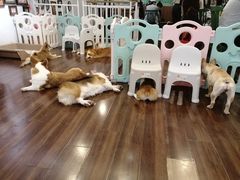 -柯斗斗主题餐厅·狗咖·围炉煮茶·茶饮(国瑞升平里店)