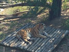 -大连森林动物园