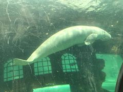 -悉尼海洋生物水族馆