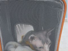-纳吉亚猫专科动物医院·北北分院