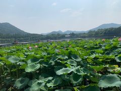 -西湖游船
