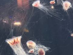 -华夏文旅西安度假区