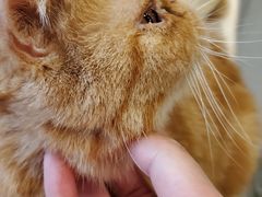 -飞行喵MR PILOT|猫舍·猫咖(静安大融城店)