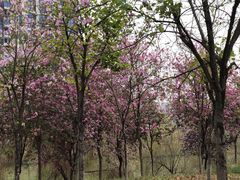 -广东花都湖国家湿地公园