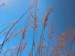 -野鸭湖国家湿地公园