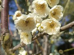 -花开海上生态园