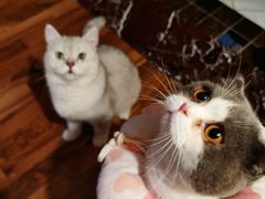 -瑞派康怡24h宠物医院·犬猫医疗中心·微创绝育(瑞景分院)