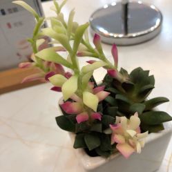 -欧扬医疗美容