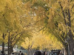 -三里屯东五街银杏大道