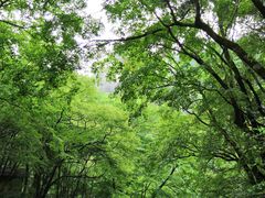 -黎坪国家森林公园