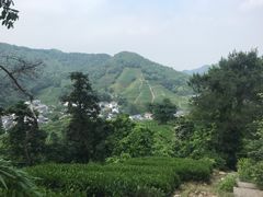 -龙井村