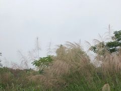 -梁鸿国家湿地公园