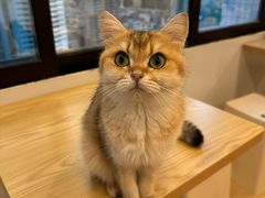 -有喵·猫咖·狗咖·40+猫狗有小奶狗(岗厦店)