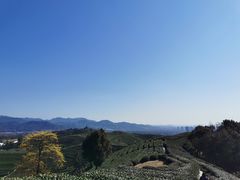 -龙坞茶村