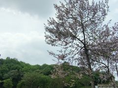 -求雨山文化公园