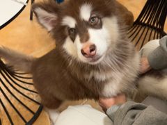 -Let's go狗咖·猫咖·奶狗·桌游(春熙路IFS店)