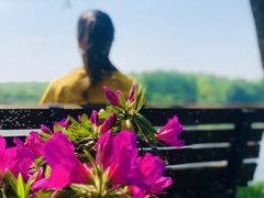 -西湖外事游船(花港观鱼码头)