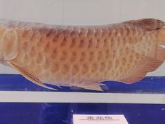 -浙江自然博物院(杭州馆)