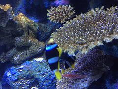 -暹罗海洋世界
