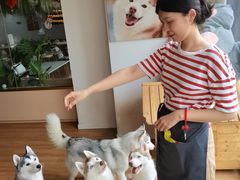-Husky Go! 哈士奇体验馆·宠物咖啡厅狗咖