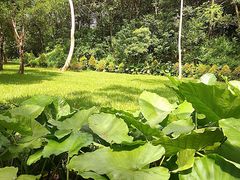 -王借岗森林公园