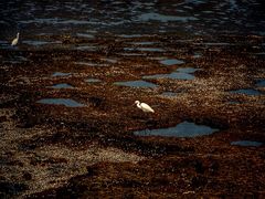 -上海吴淞炮台湾国家湿地公园