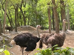 -北京野生动物园