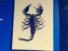 -上海昆虫博物馆