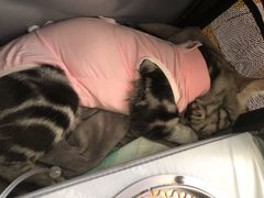 -美联众合动物医院·24h京西诊疗中心