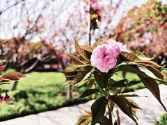 -高东镇樱花园