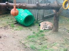 -青藏高原野生动物园