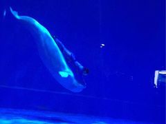 -芜湖新华联大白鲸海洋公园