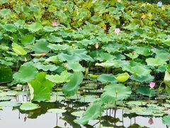 -梁鸿国家湿地公园