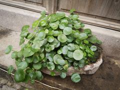 -王天顺海苔饼