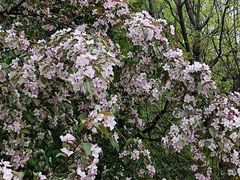 -长白岛森林公园