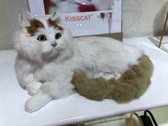 -KISSCAT(三阳百盛店)