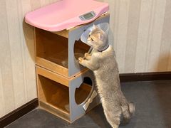 -宠爱国际动物医院·消化内科·心肾内科·ISFM猫友好(望京店)