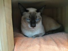 -Heymao猫咖.咖啡厅(东门店)