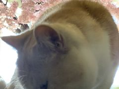 -猫猫幼稚园·撸猫·桌游·电玩