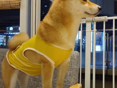 -南京Hallo宠物乐园·哈罗犬舍·柴犬繁育基地