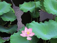 -荔湾湖公园
