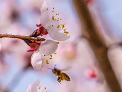 -九如山休闲旅游度假区