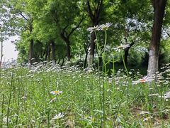 -汉长安城未央宫国家考古遗址公园