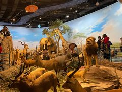 -陕西自然博物馆