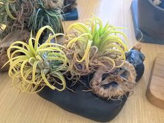 -荷兰花海