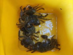 -阳澄湖大闸蟹·琼灵阁牌品牌连锁(吴中总店)