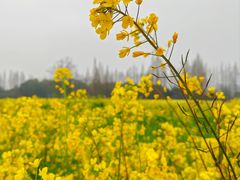 -蜀绣公园