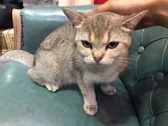 -猫色咖啡·猫咖