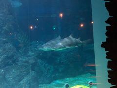 -暹罗海洋世界
