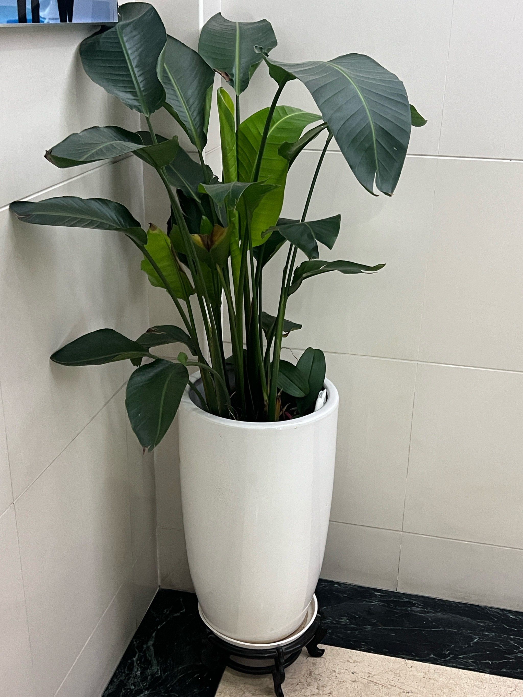 n
⭐️天堂鸟除盆栽观赏外,因其花枝粗壮挺拔,花期长,还是